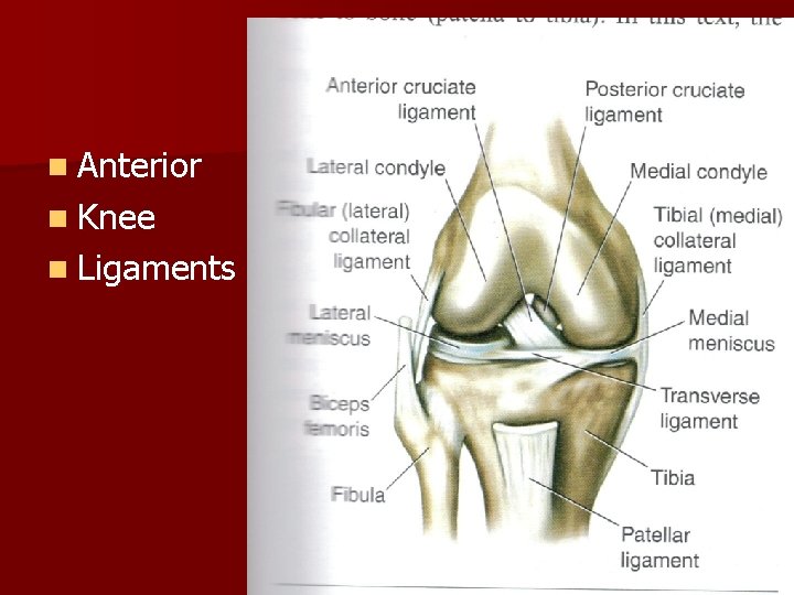 n Anterior n Knee n Ligaments 