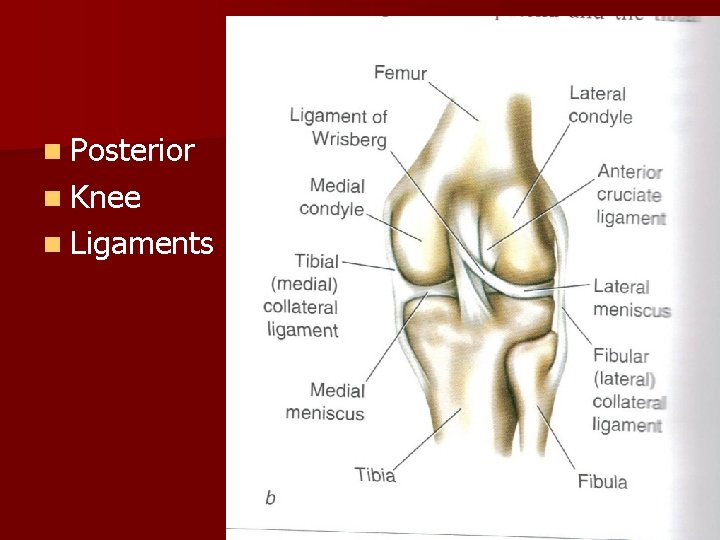 n Posterior n Knee n Ligaments 