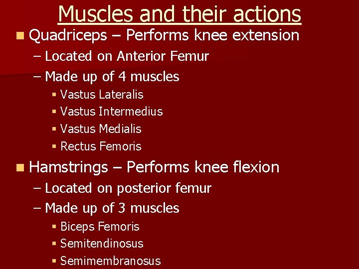 Muscles and their actions n Quadriceps – Performs knee extension – Located on Anterior