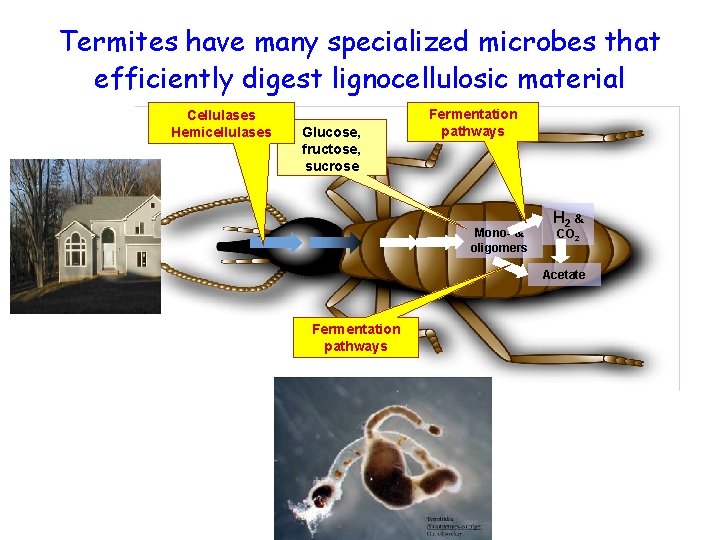 Termites have many specialized microbes that efficiently digest lignocellulosic material Cellulases Hemicellulases Glucose, fructose,