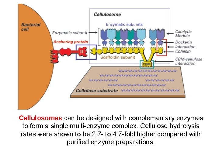 Cellulosomes can be designed with complementary enzymes to form a single multi-enzyme complex. Cellulose