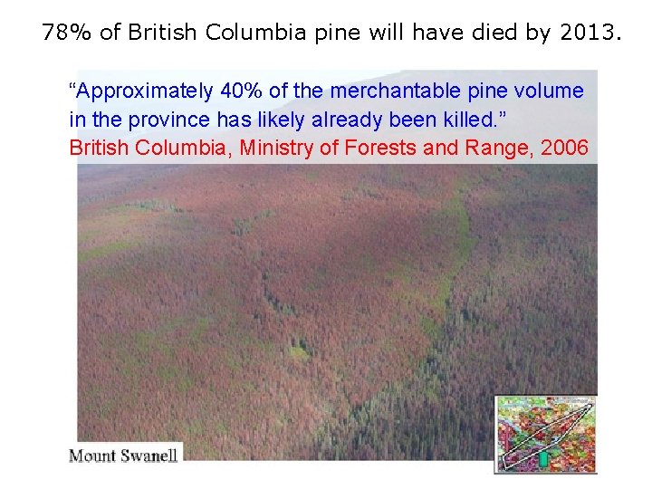 78% of British Columbia pine will have died by 2013. “Approximately 40% of the