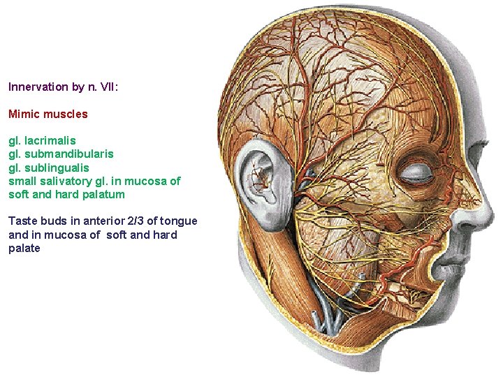 Innervation by n. VII: Mimic muscles gl. lacrimalis gl. submandibularis gl. sublingualis small salivatory