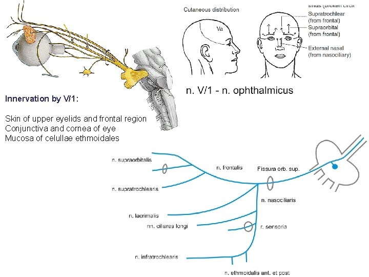n. V/1 - n. ophthalmicus Innervation by V/1: Skin of upper eyelids and frontal