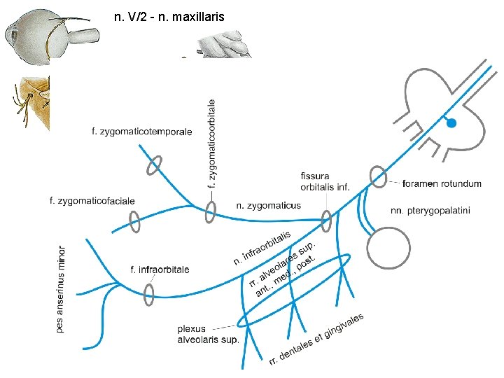 n. V/2 - n. maxillaris 