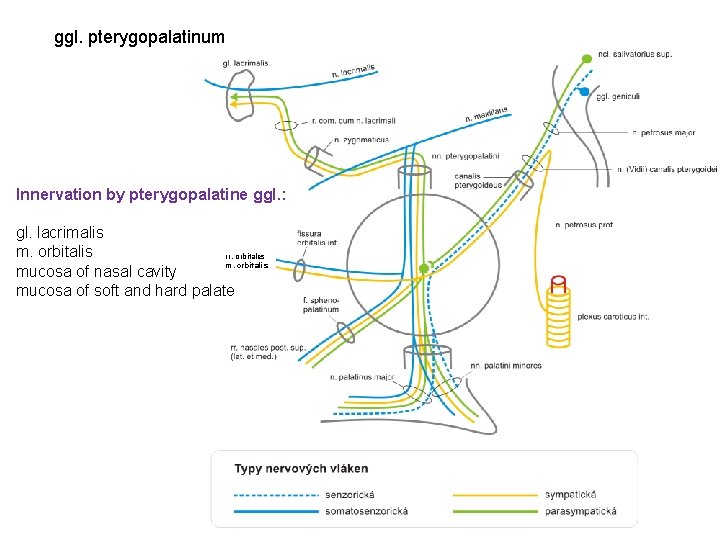 ggl. pterygopalatinum Innervation by pterygopalatine ggl. : gl. lacrimalis m. orbitalis rr. orbitales m.