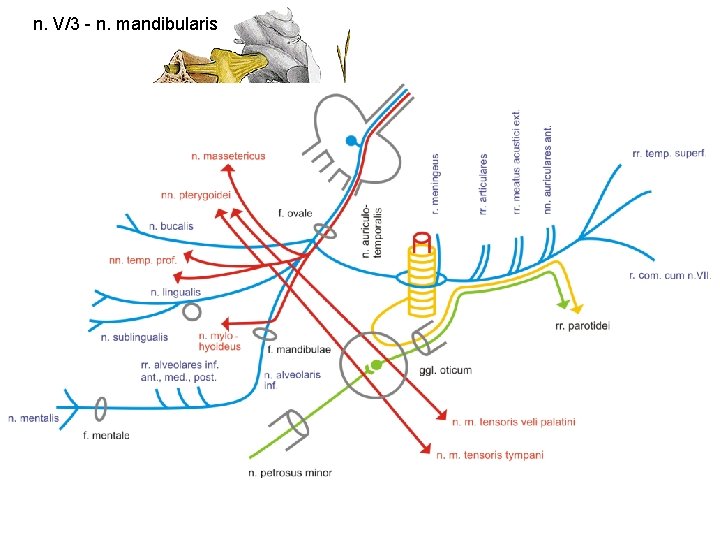 n. V/3 - n. mandibularis 
