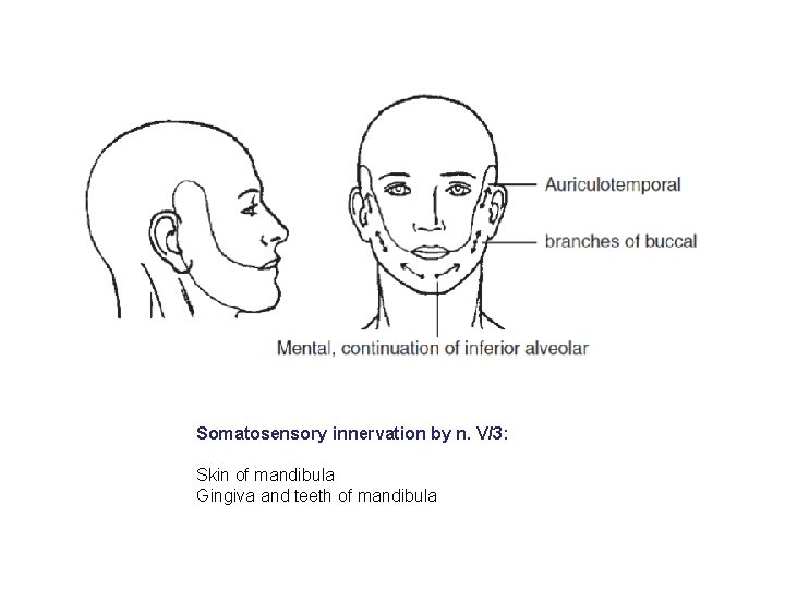 Somatosensory innervation by n. V/3: Skin of mandibula Gingiva and teeth of mandibula 
