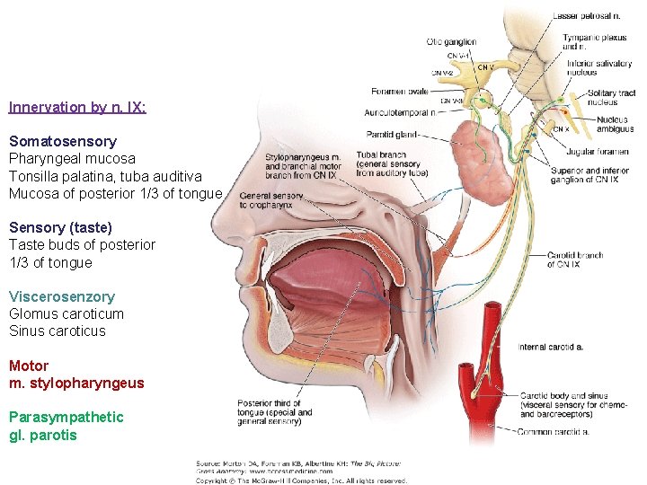 Innervation by n. IX: Somatosensory Pharyngeal mucosa Tonsilla palatina, tuba auditiva Mucosa of posterior