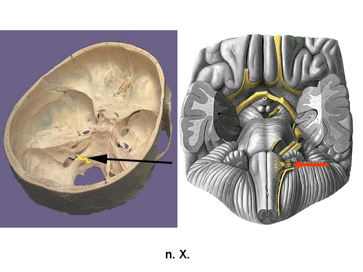 n. X. 