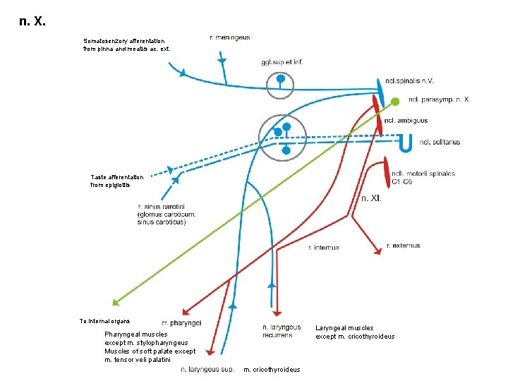 n. X. Somatosenzory afferentation from pinna and meatus ac. ext. Taste afferentation from epiglottis