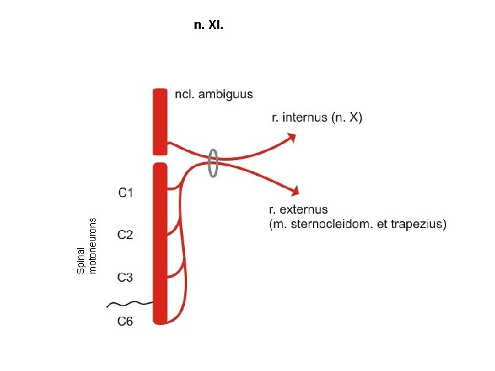 Spinal motoneurons n. XI. 