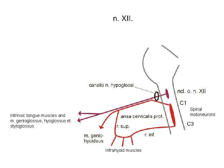 Spinal motoneurons Intrinsic tongue muscles and m. genioglossus, hyoglossus et styloglossus Infrahyoid muscles 