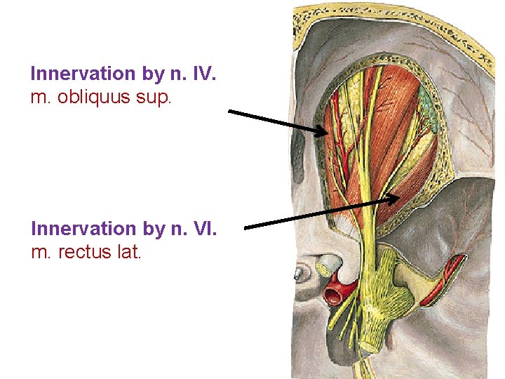 Innervation by n. IV. m. obliquus sup. Innervation by n. VI. m. rectus lat.