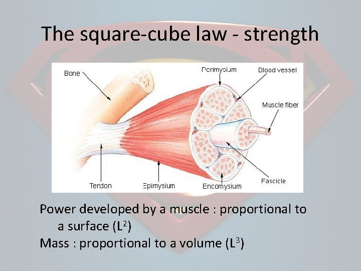 The square-cube law - strength Power developed by a muscle : proportional to a