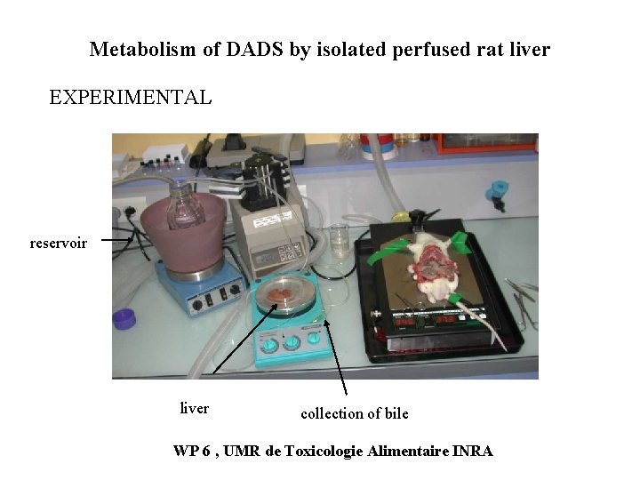 Metabolism of DADS by isolated perfused rat liver EXPERIMENTAL reservoir liver collection of bile