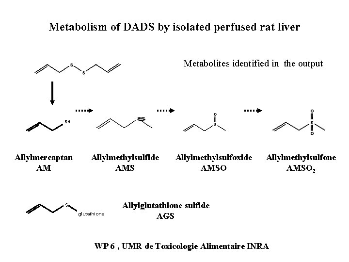 Metabolism of DADS by isolated perfused rat liver Metabolites identified in the output SH