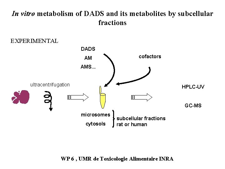 In vitro metabolism of DADS and its metabolites by subcellular fractions EXPERIMENTAL DADS AM