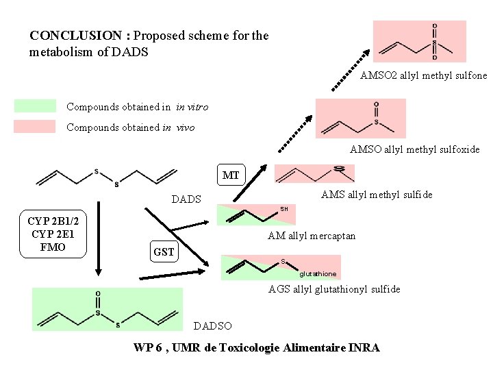 CONCLUSION : Proposed scheme for the metabolism of DADS AMSO 2 allyl methyl sulfone