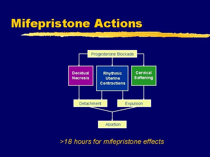 Mifepristone Actions Progesterone Blockade Decidual Necrosis Rhythmic Uterine Contractions Detachment Cervical Softening Expulsion Abortion
