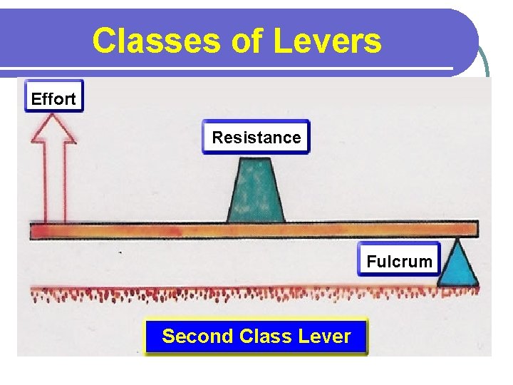 Classes of Levers Effort Resistance Fulcrum Second Class Lever 