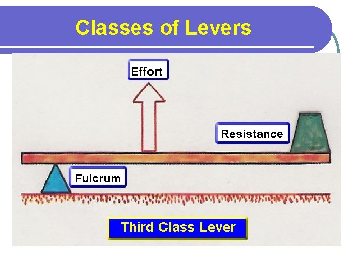 Classes of Levers Effort Resistance Fulcrum Third Class Lever 
