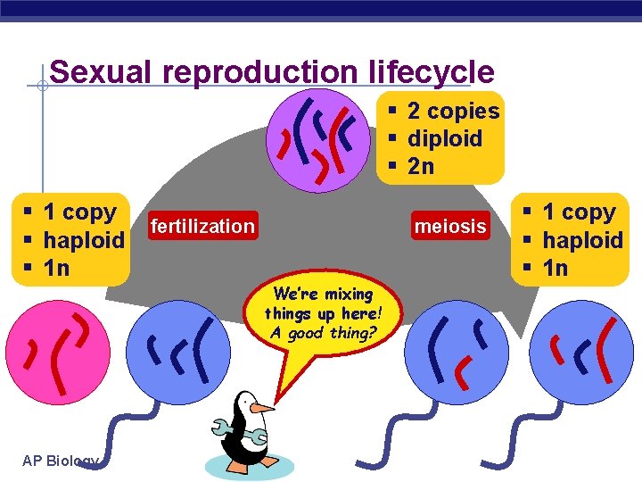 Sexual reproduction lifecycle § 2 copies § diploid § 2 n § 1 copy