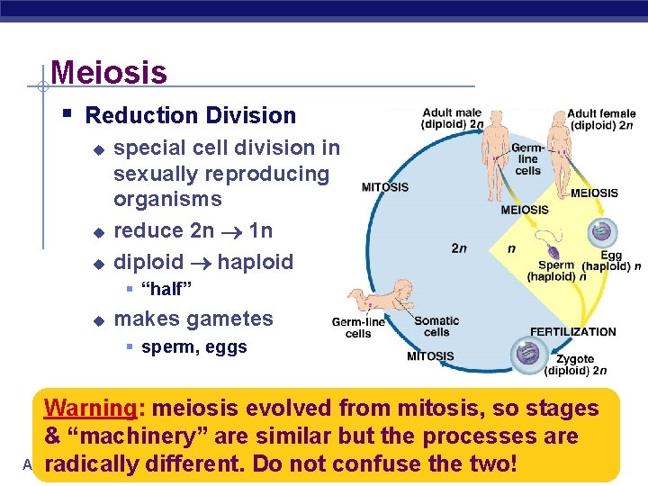 Meiosis § Reduction Division u u u special cell division in sexually reproducing organisms