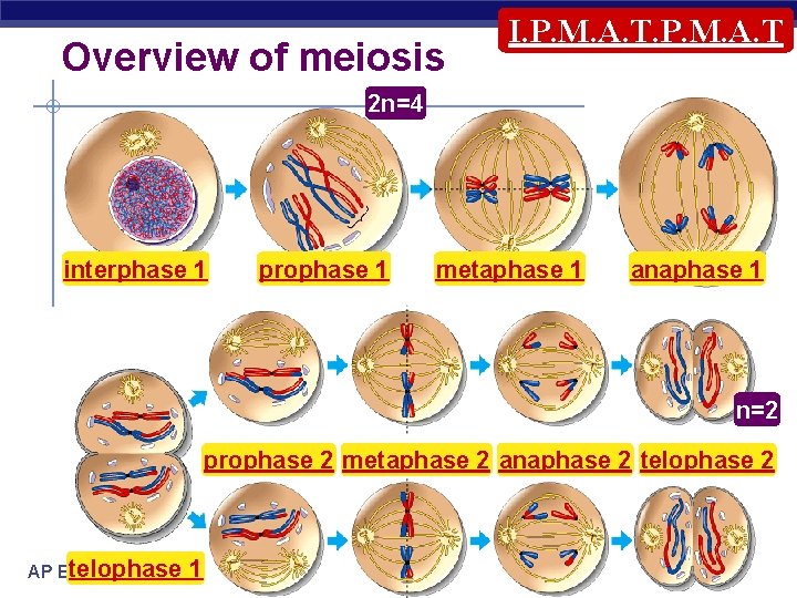 Overview of meiosis I. P. M. A. T 2 n=4 interphase 1 prophase 1