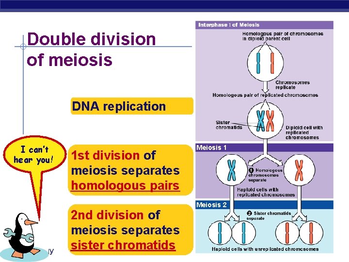 Double division of meiosis DNA replication Repeat I can’t after hear you! me! AP