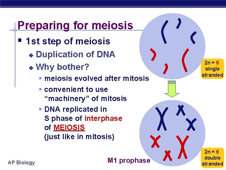 Preparing for meiosis § 1 st step of meiosis Duplication of DNA u Why