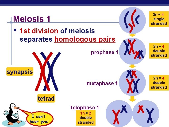 Meiosis 1 § 1 st division of meiosis 2 n = 4 single stranded