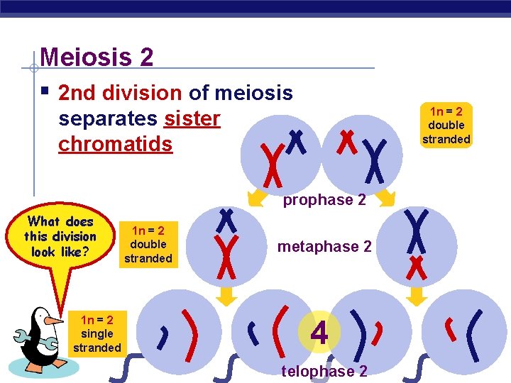 Meiosis 2 § 2 nd division of meiosis 1 n = 2 double stranded