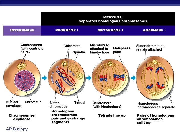 AP Biology 