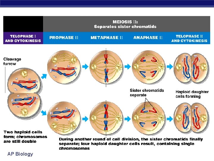 AP Biology 