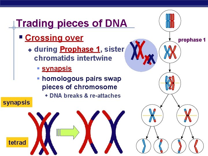 Trading pieces of DNA § Crossing over u synapsis tetrad AP Biology during Prophase