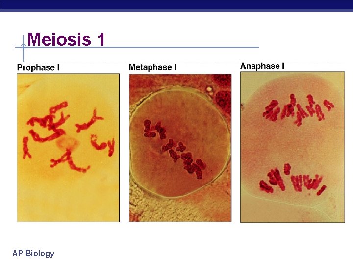 Meiosis 1 AP Biology 