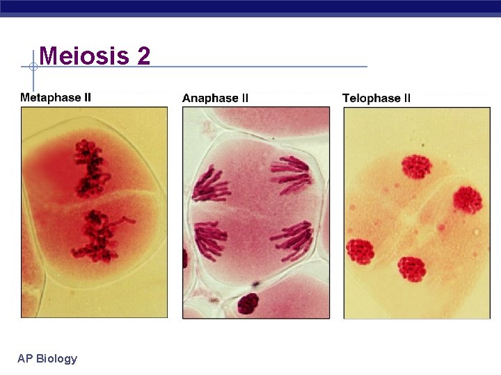 Meiosis 2 AP Biology 