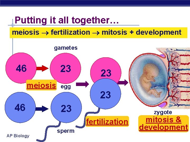 Putting it all together… meiosis fertilization mitosis + development gametes 46 meiosis 46 23