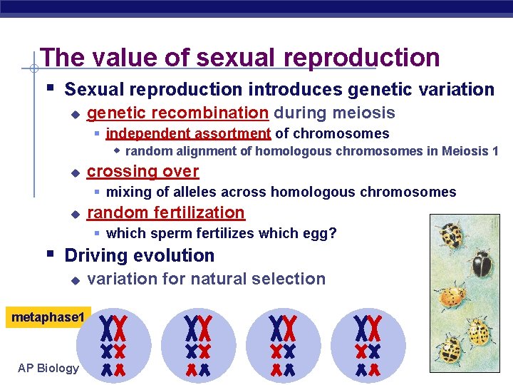 The value of sexual reproduction § Sexual reproduction introduces genetic variation u genetic recombination