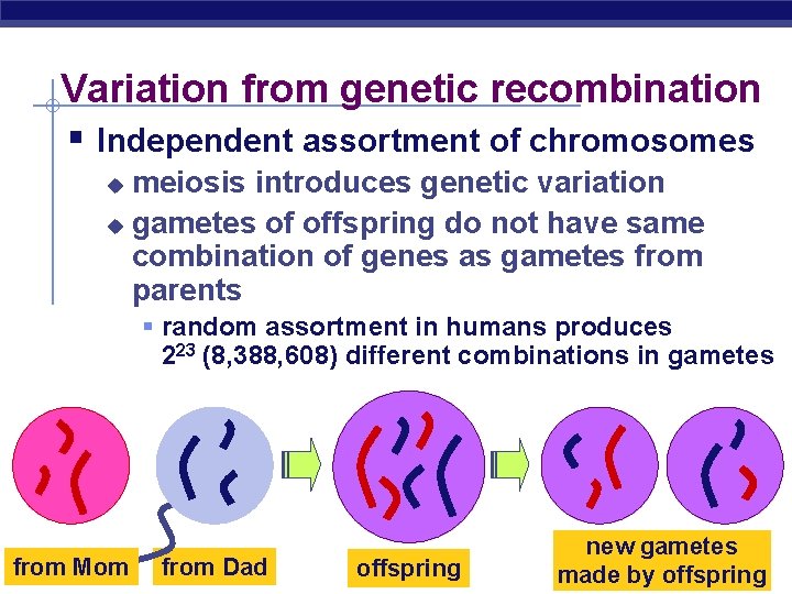 Variation from genetic recombination § Independent assortment of chromosomes meiosis introduces genetic variation u