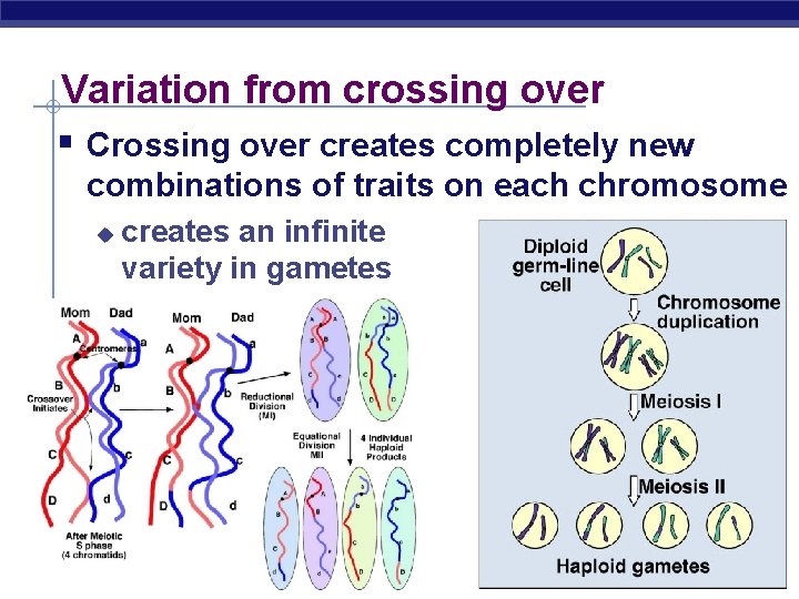 Variation from crossing over § Crossing over creates completely new combinations of traits on