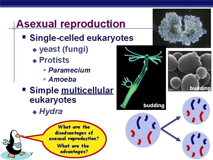 Asexual reproduction § Single-celled eukaryotes yeast (fungi) u Protists u § Paramecium § Amoeba