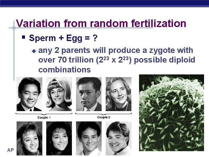 Variation from random fertilization § Sperm + Egg = ? u AP Biology any