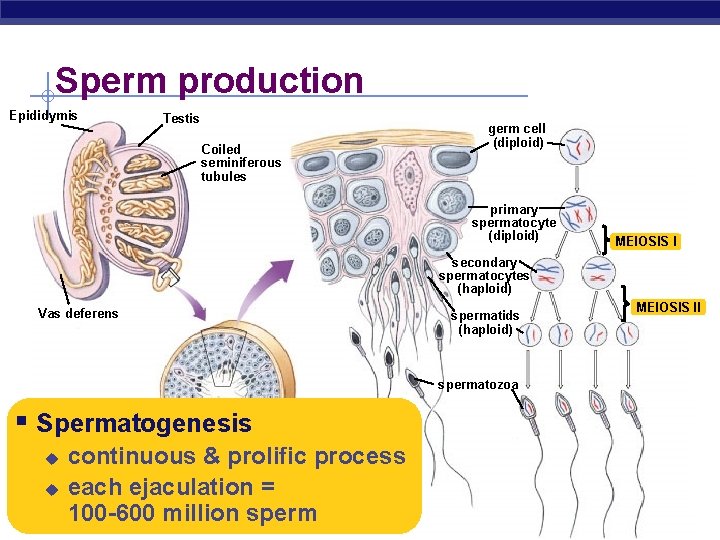 Sperm production Epididymis Testis Coiled seminiferous tubules germ cell (diploid) primary spermatocyte (diploid) MEIOSIS