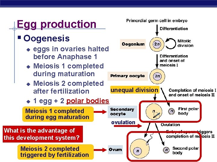 Egg production § Oogenesis u u eggs in ovaries halted before Anaphase 1 Meiosis