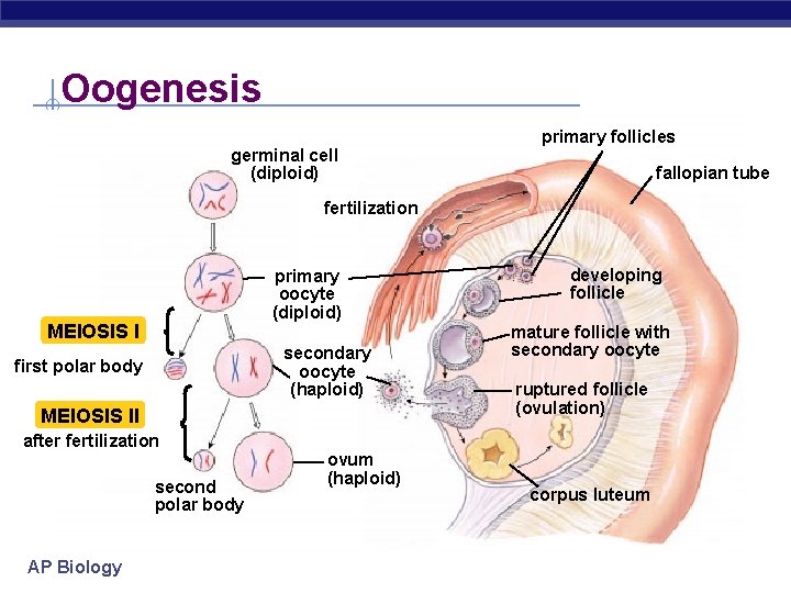 Oogenesis germinal cell (diploid) primary follicles fallopian tube fertilization primary oocyte (diploid) MEIOSIS I