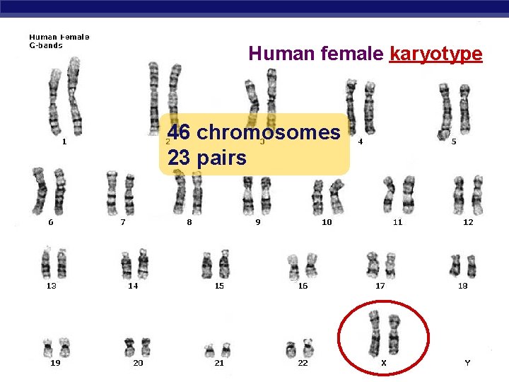 Human female karyotype 46 chromosomes 23 pairs AP Biology 