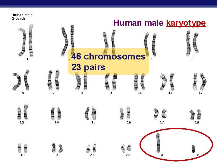 Human male karyotype 46 chromosomes 23 pairs AP Biology 
