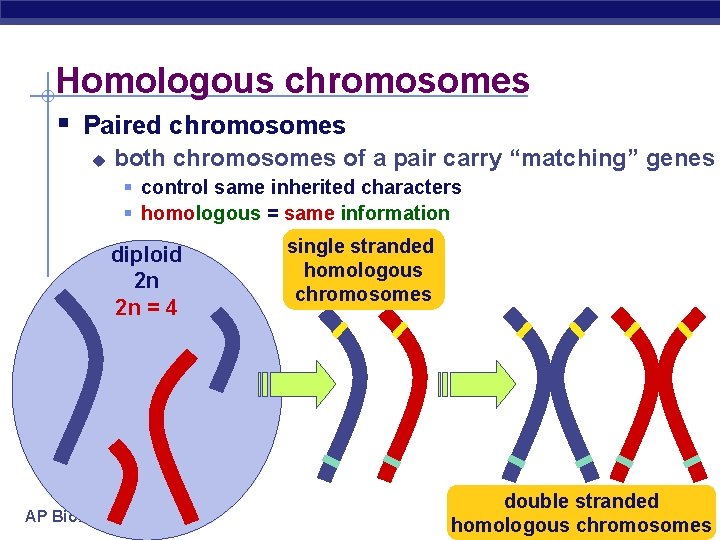 Homologous chromosomes § Paired chromosomes u both chromosomes of a pair carry “matching” genes